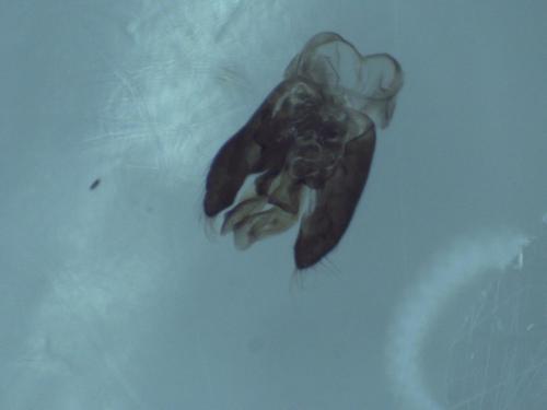 Hylaeus dilatatus